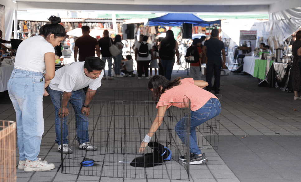 Realizan Festival de los Derechos por los Animales en San Pedro Cholula.