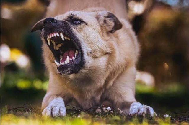 perro