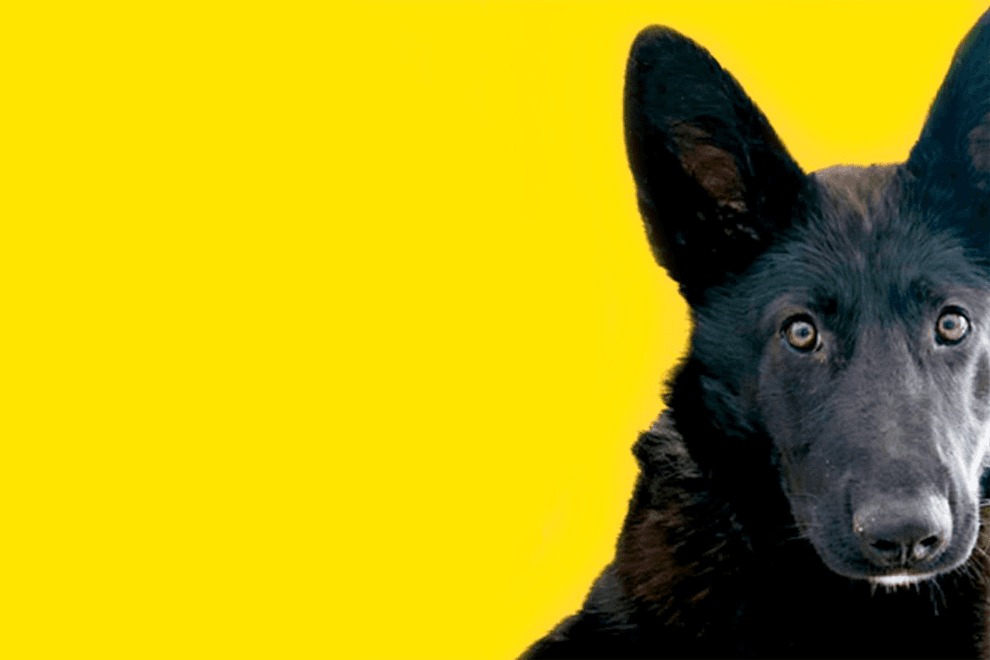 Conoces al Calupoh, una raza mexicana de perro aún por estudiar.