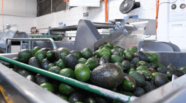 aguacate sdp