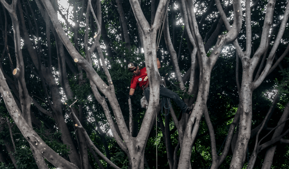 Realizan trabajos de poda en árbol del zócalo de Puebla.